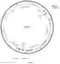 Fig. 05 - Genetically modified non-human animal with human or chimeric CD137