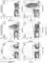 Fig. 10 - Genetically modified non-human animal with human or chimeric CD137