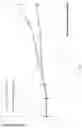 Fig. 15 - Genetically modified non-human animal with human or chimeric CD137
