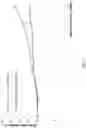 Fig. 16 - Genetically modified non-human animal with human or chimeric CD137
