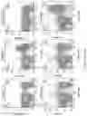 Fig. 19 - Genetically modified non-human animal with human or chimeric CD137