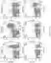 Fig. 20 - Genetically modified non-human animal with human or chimeric CD137
