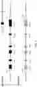 Fig. 02 - Genetically modified non-human animal with human or chimeric CD27