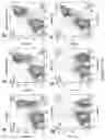 Fig. 08 - Genetically modified non-human animal with human or chimeric CD27