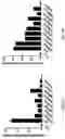 Fig. 02 - Genetically modified mice expressing humanized CD47