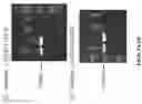 Fig. 06 - Genetically modified mice expressing humanized CD47