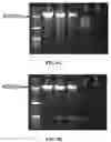Fig. 06 - Genetically modified mice expressing humanized CD40
