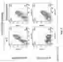 Fig. 07 - Genetically modified mice expressing humanized CD40