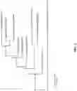 Fig. 02 - Chromobacterium species with insecticidal activity