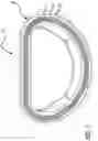 Fig. 02 - CIRCUMFERENTIALLY CONSTRICTIVE ANNULOPLASTY RING