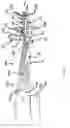 Fig. 07 - Anterior boot for hip distraction