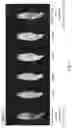Fig. 04 - Oral care composition comprising cuttlefish bone powder and uses thereof