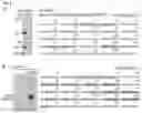 Fig. 02 - Cell-protective compounds and their use