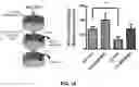 Fig. 20 - HIGHLY SELECTIVE ADENOSINE A3 RECEPTOR SUBTYPE AGONISTS FOR THE PREVENTION AND TREATMENT OF NEURODEGENERATIVE DISORDERS