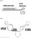 Fig. 02 - Bi-specific aptamer