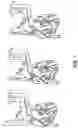 Fig. 02 - DECELLULARIZATION AND RECELLULARIZATION OF SOLID ORGANS