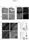 Fig. 02 - Compositions and Methods for the Treatment of Demyelinating Conditions