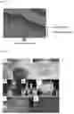 Fig. 02 - Method for producing amniotic mesenchymal stromal cell composition, method for cryopreserving the same, and therapeutic agent