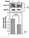 Fig. 01 - Processed food and pharmaceutical composition having watermelon sprout-derived substances as main ingredients