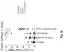 Fig. 49 - Compositions and methods for the induction of CD8+ T-cells