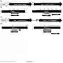 Fig. 02 - Acinetobacter o-oligosaccharyltransferases and uses thereof
