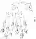 Fig. 06 - Hexa-lactoside-triazanonane triacetic acid (NOTA) derivative, method for radiolabeling hexa-lactoside positron emission tomography (PET) imaging agent for liver receptor with Ga-68, and hexa-lactoside PET imaging agent for liver receptor