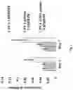 Fig. 08 - A SYNTHETIC IMPLANTABLE SCAFFOLD