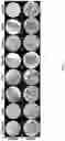 Fig. 03 - Surgically-friendly tissue papers from organ-specific decellularized extracellular matrices