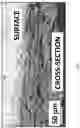 Fig. 04 - Surgically-friendly tissue papers from organ-specific decellularized extracellular matrices