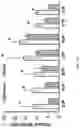 Fig. 08 - Surgically-friendly tissue papers from organ-specific decellularized extracellular matrices