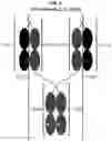 Fig. 02 - Engineered Fc constructs