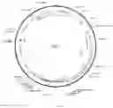Fig. 02 - Preparation and application of immortalized alpha-1,3-galactosyltransferase gene knockout pig hepatocyte cell line