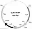 Fig. 01 - Polypeptides having cellulolytic enhancing activity and uses thereof