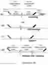 Fig. 02 - Method for relative quantification of nucleic acid sequence, expression, or copy changes, using combined nuclease, ligation, and polymerase reactions