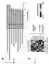 Fig. 09 - Methods for predicting responsiveness of a cancer to an immunotherapeutic agent and methods of treating cancer