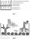 Fig. 02 - ELISA assay for measuring function of properdin and kits for conducting ELISA assays using anti-properdin antibodies