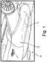 Fig. 02 - Pitot-static probe with pneumatic angle-of-attack sensor