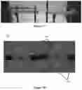 Fig. 08 - SINGLE-FREQUENCY DYNAMIC METASURFACE MICROWAVE IMAGING SYSTEMS AND METHODS OF USE