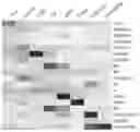 Fig. 01 - Abstractive sentence summarization