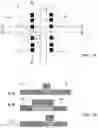 Fig. 02 - Poly gate extension source to body contact