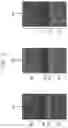 Fig. 03 - Multiple work function nanosheet field-effect transistors with differential interfacial layer thickness