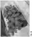 Fig. 03 - BASIL VARIETY 'EMMA'