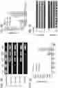 Fig. 06 - Multiplexed genome editing