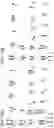 Fig. 23 - Multiplexed genome editing