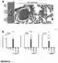 Fig. 06 - ANIMAL MODEL FOR DRUG DEVELOPMENT