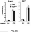Fig. 09 - Parkinson's disease model and methods