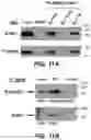Fig. 22 - Parkinson's disease model and methods