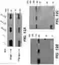 Fig. 24 - Parkinson's disease model and methods