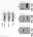 Fig. 25 - Parkinson's disease model and methods
