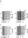 Fig. 06 - Phased array transducers and wafer scale manufacturing for making the same